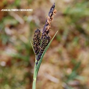 Carex atrata