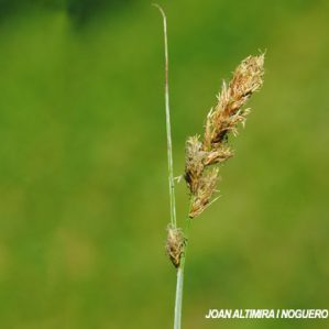 Carex disticha