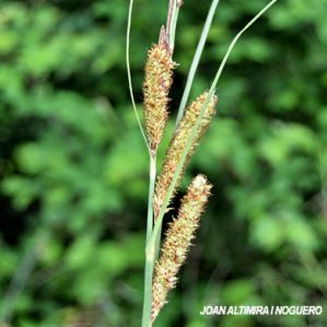 Carex hispida