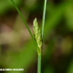 Carex remota