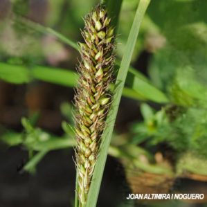 Carex riparia