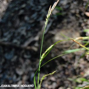 Carex sylvatica