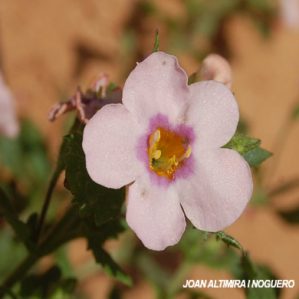 Chaenostoma cordata. (Orn)