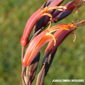 Chasmanthe aethiopica. (Orn)