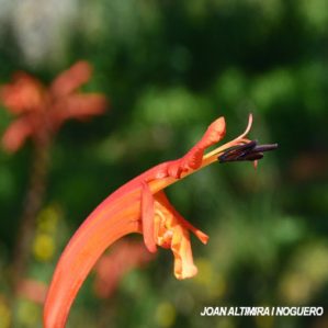 Chasmanthe floribunda. (Orn)