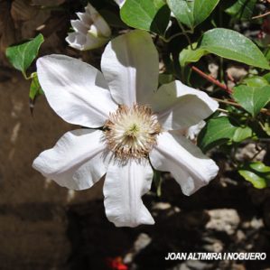 Clematis patens. (Orn)