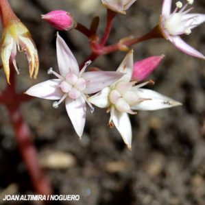 Crassula multicava. (Orn)