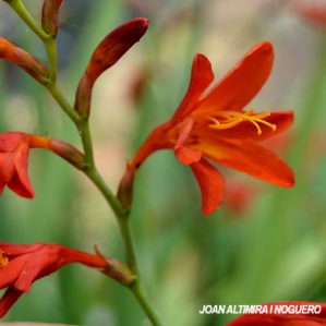 Crocosmia crocosmiiflora. (Orn)
