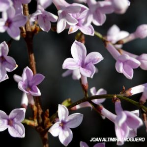 Daphne odora. (Orn)