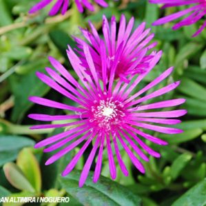 Delosperma cooperi. (Orn)