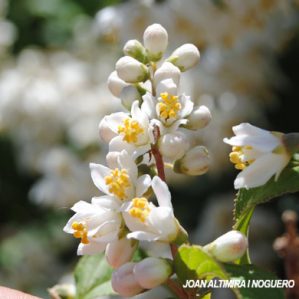 Deutzia ningpoensis. (Orn)