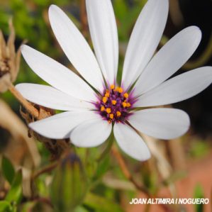 Dimorphotheca ecklonis. (Orn)