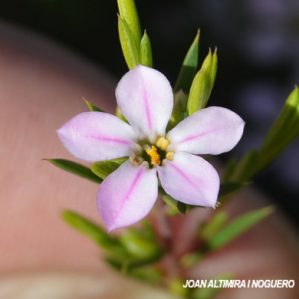 Coleonema pulchellum. (Orn)