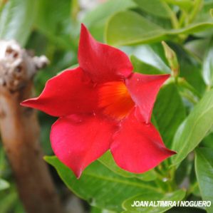Dipladenia sanderi. (Orn)