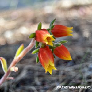 Echeveria derenbergii. (Orn)