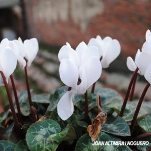 Cyclamen persicum var albiflora (Orn)