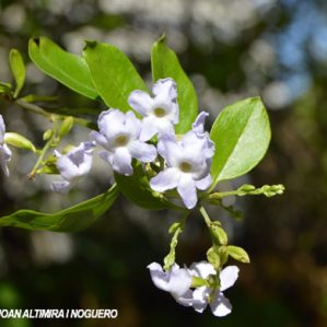 Duranta erecta var. alba (Orn)
