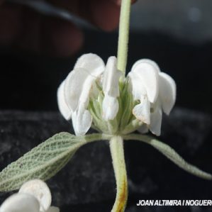 Phlomis purpurea var. alba (Orn)