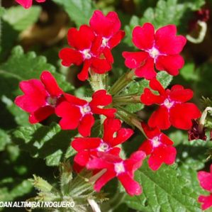 Glandularia peruviana. (Orn)