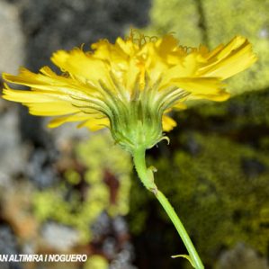 Hieracium phlomoides