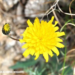 Hieracium schmidtii