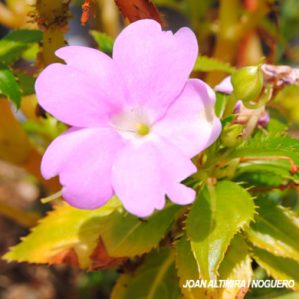 Impatiens walleriana. (Orn)
