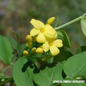 Jasminum odoratissimum. (Orn)