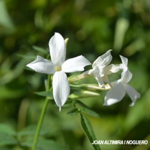 Jasminum officinale. (Orn)
