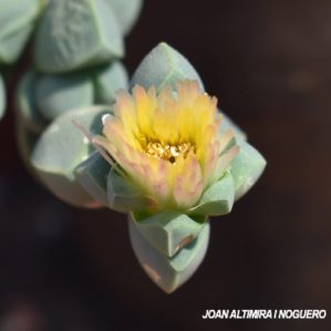 Delosperma lehmannii. (Orn)