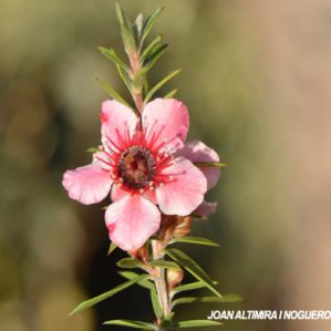 Leptospermum scoparium. (Orn)