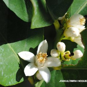 Citrus lima. ( Cult. )