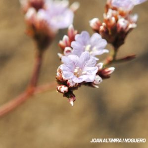 Limonium girardianum