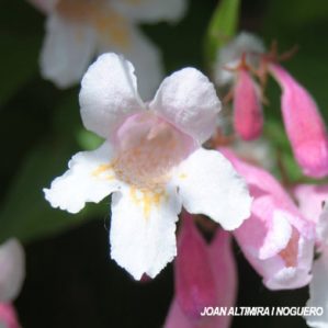 Linnaea amabilis. (Orn)