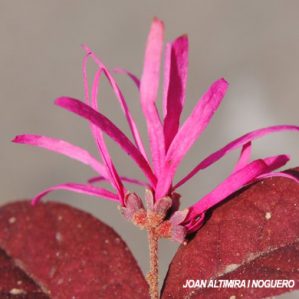 Loropetalum chinense. (Orn)