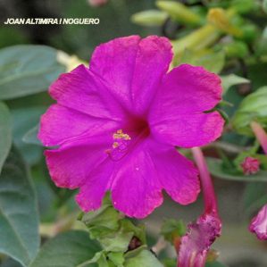 Mirabilis jalapa. var. rosea (Nat)