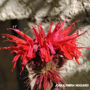 Monarda didyma. (Orn)