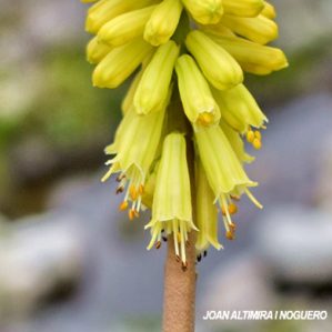 Muscari macrocarpum. (Orn)