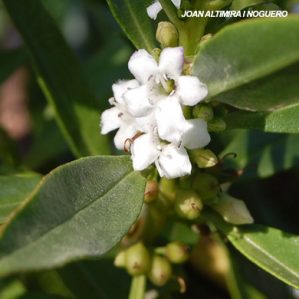 Myoporum acuminatum. (Orn)