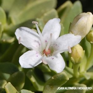 Myoporum parviflorum. (Orn)