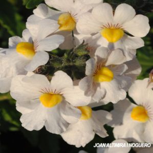 Nemesia strumosa var. alba (Orn)