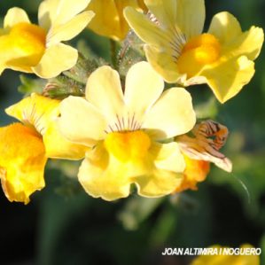 Nemesia strumosa var. flava (Orn)