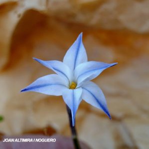 Tristagma uniflorum. (Orn)