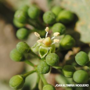 Parthenocissus tricuspidata. (Orn)