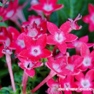 Pentes lanceolata. (Orn)