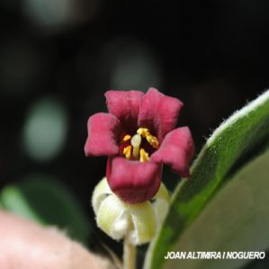 Pittosporum crassifolium. (Orn)