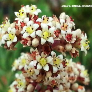 Crassula perforata. (Orn)