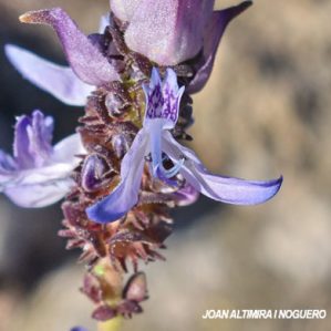 Plectranthus caninus. (Orn)