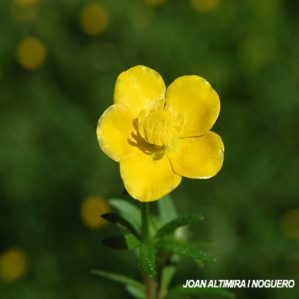 Ranunculus auricomus subsp. carlittensis