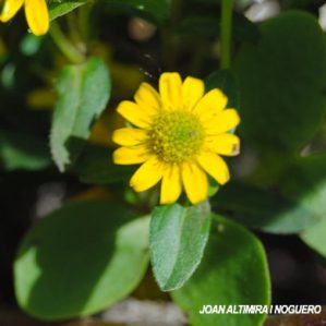 Sanvitalia procumbens. (Orn)