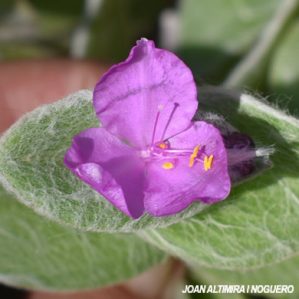 Tradescantia sillamontana. (Orn)